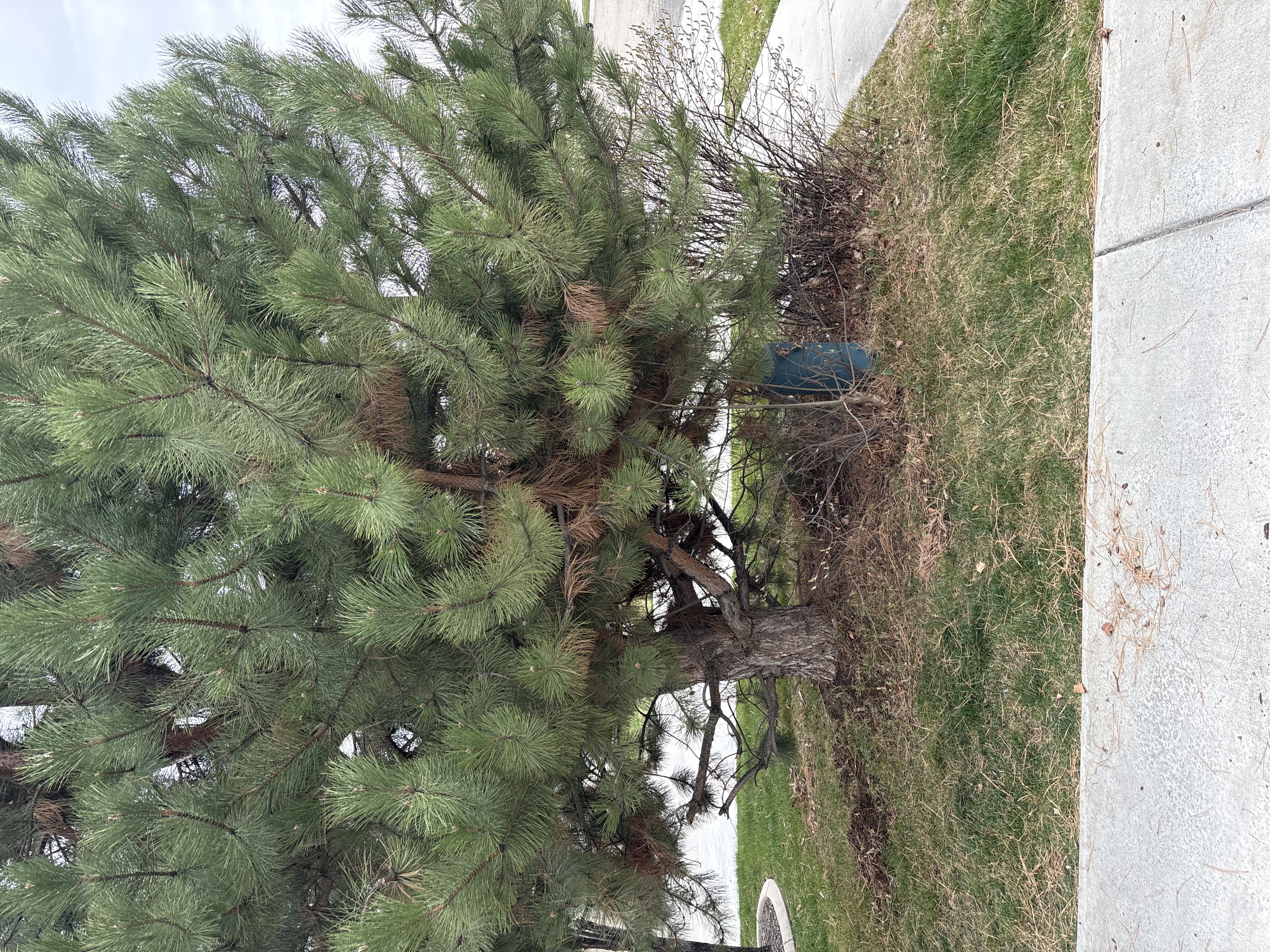 Project 03 front yard before the refresh work began